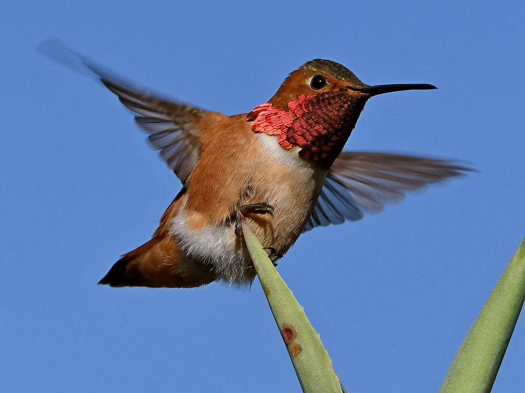Hummer8.jpg