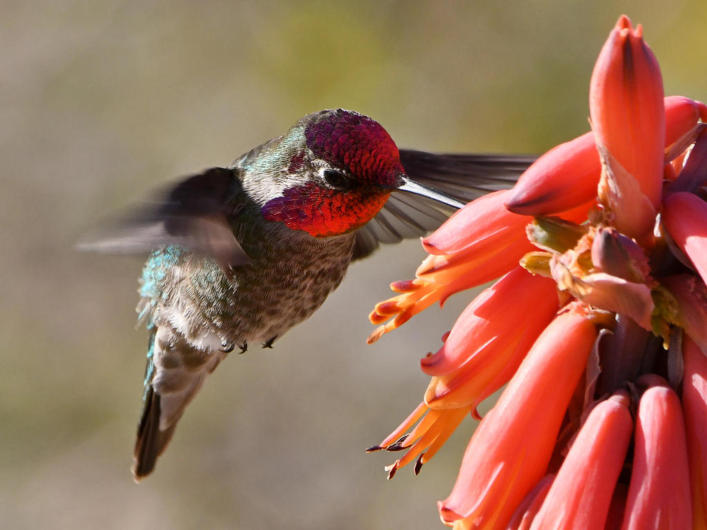 Hummer8.jpg
