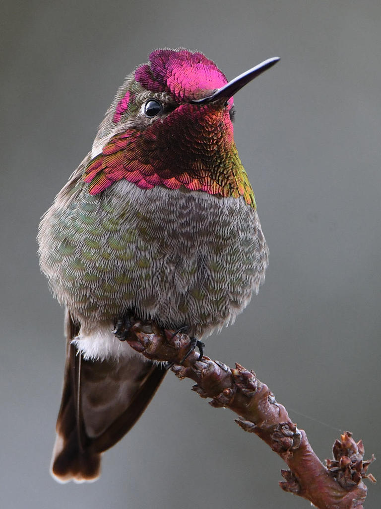 Hummer8.jpg