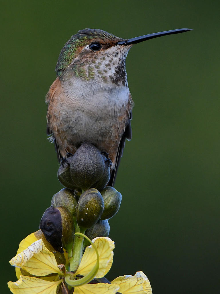 Hummer8.jpg