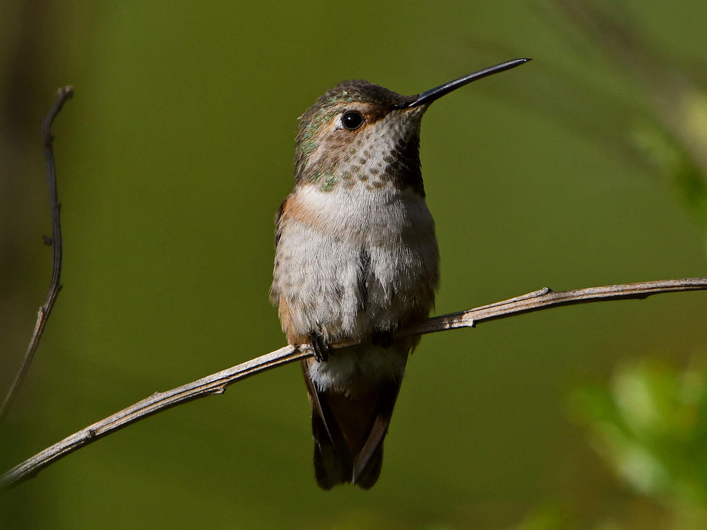 Hummer8.jpg