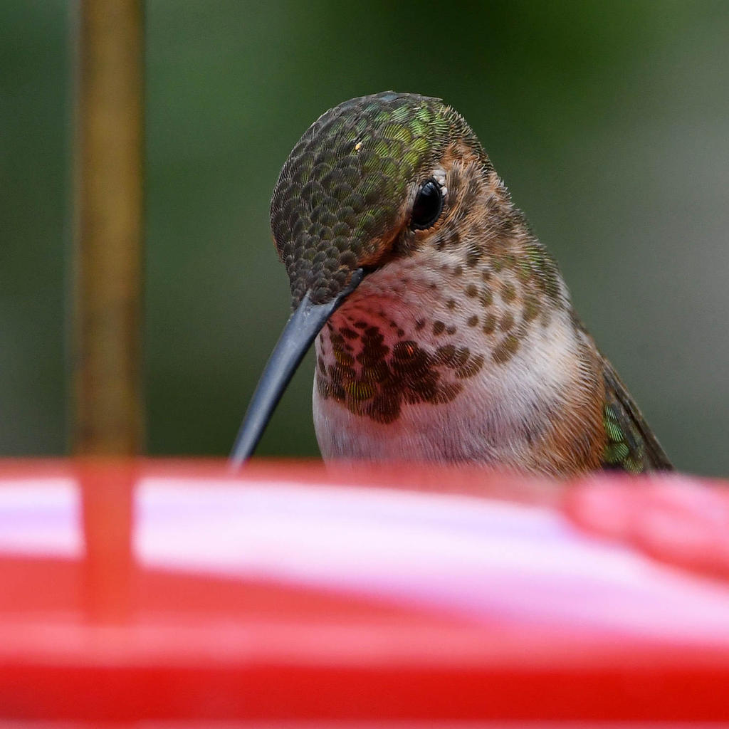 Hummer8.jpg