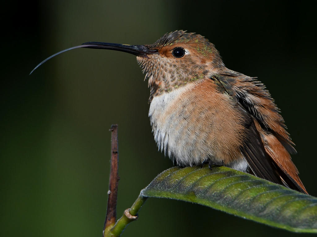 Hummer8.jpg