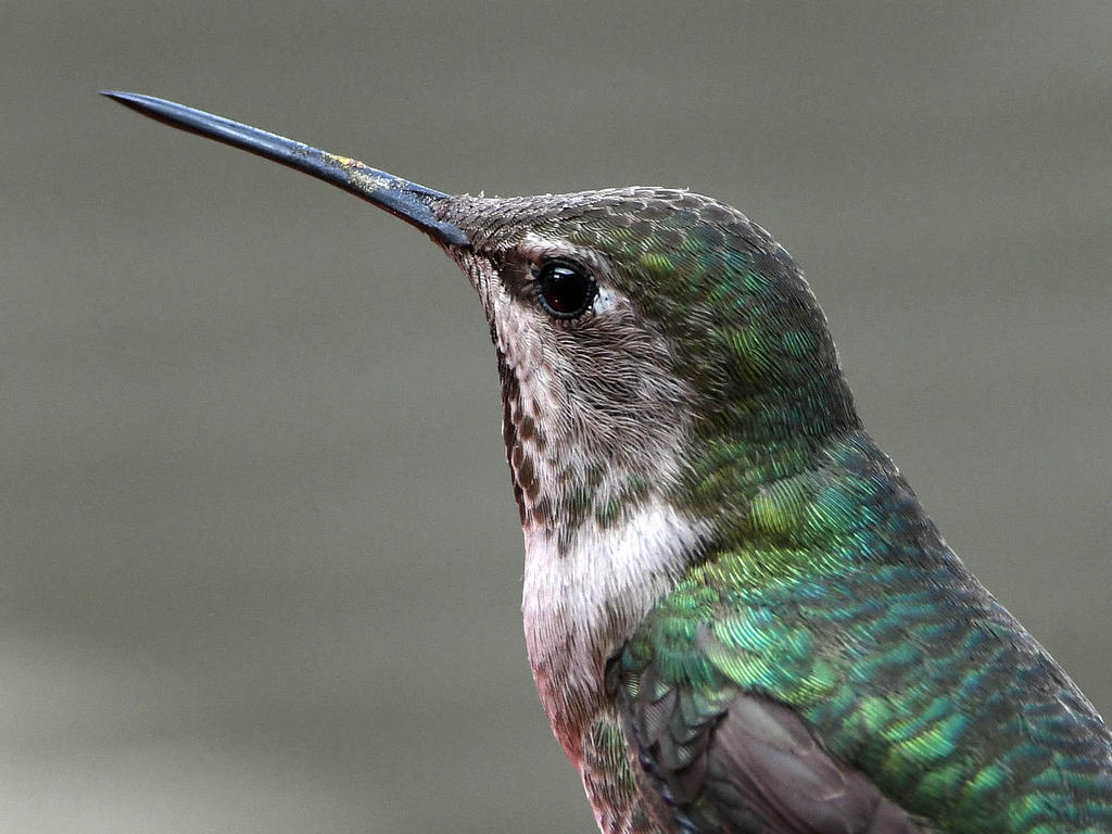 Hummer8.jpg