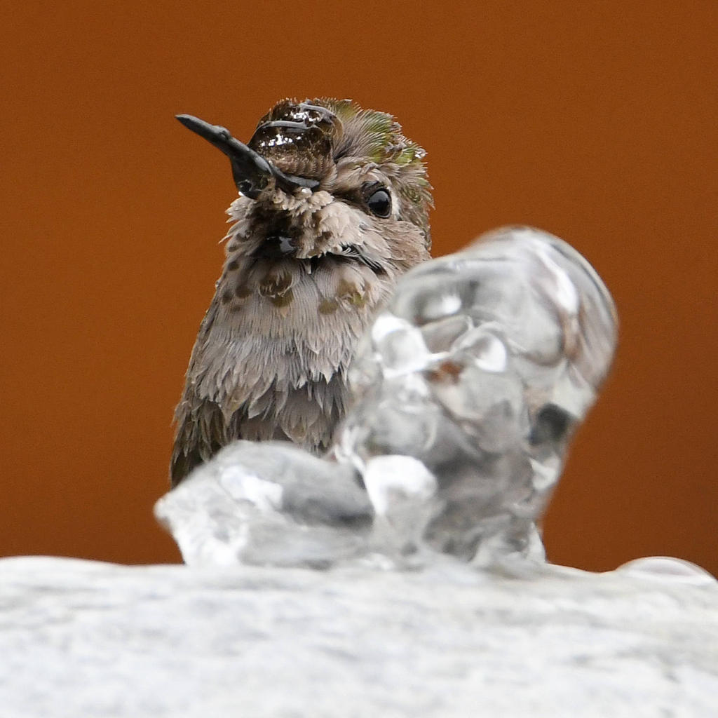 Hummer8.jpg