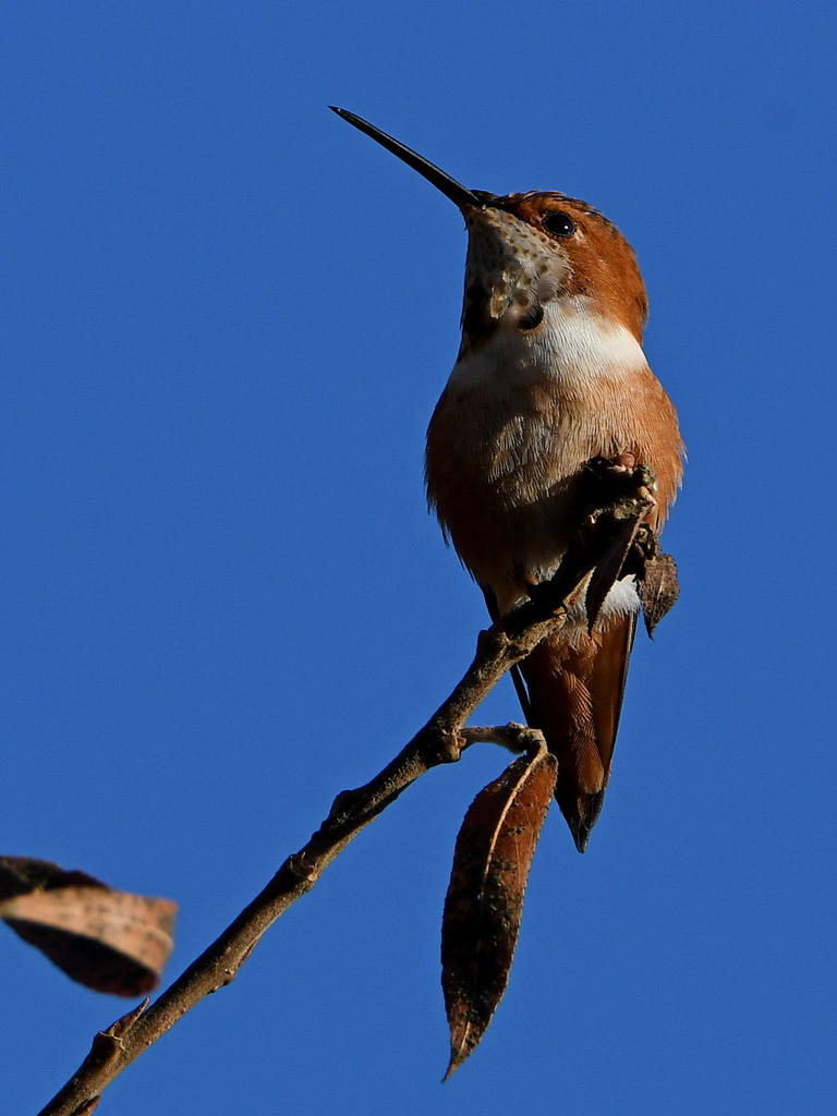 Hummer8.jpg