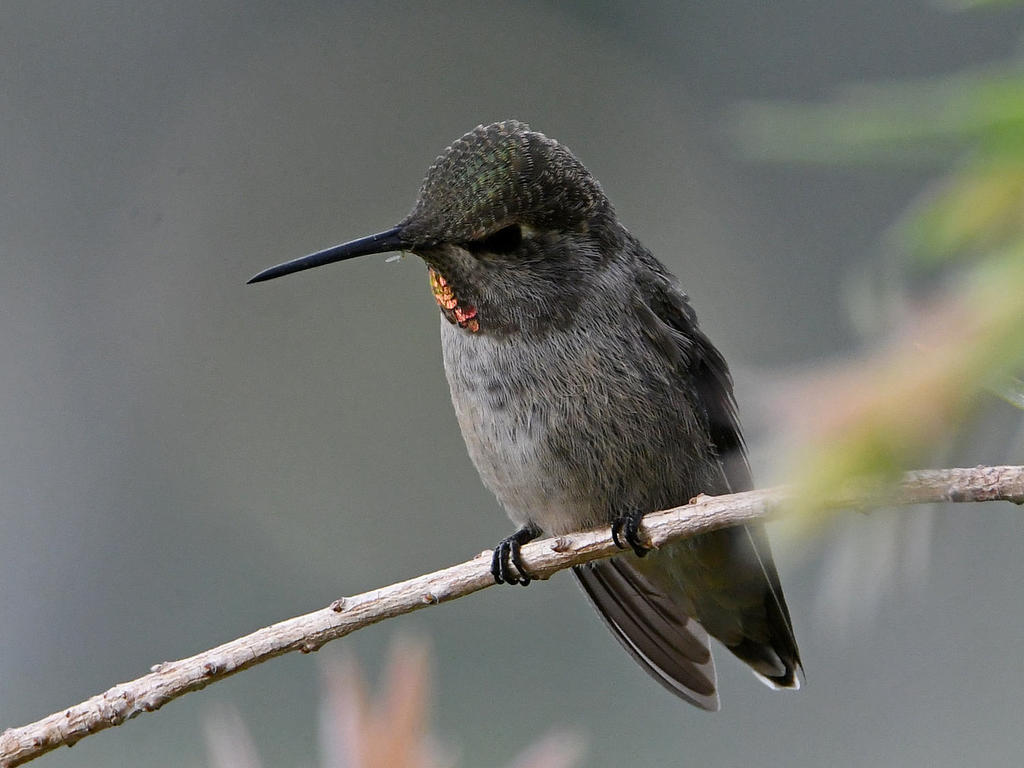 Hummer8.jpg