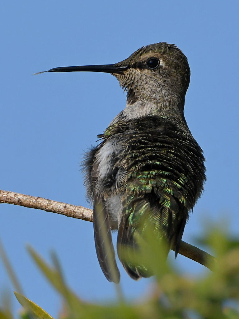 Hummer8.jpg