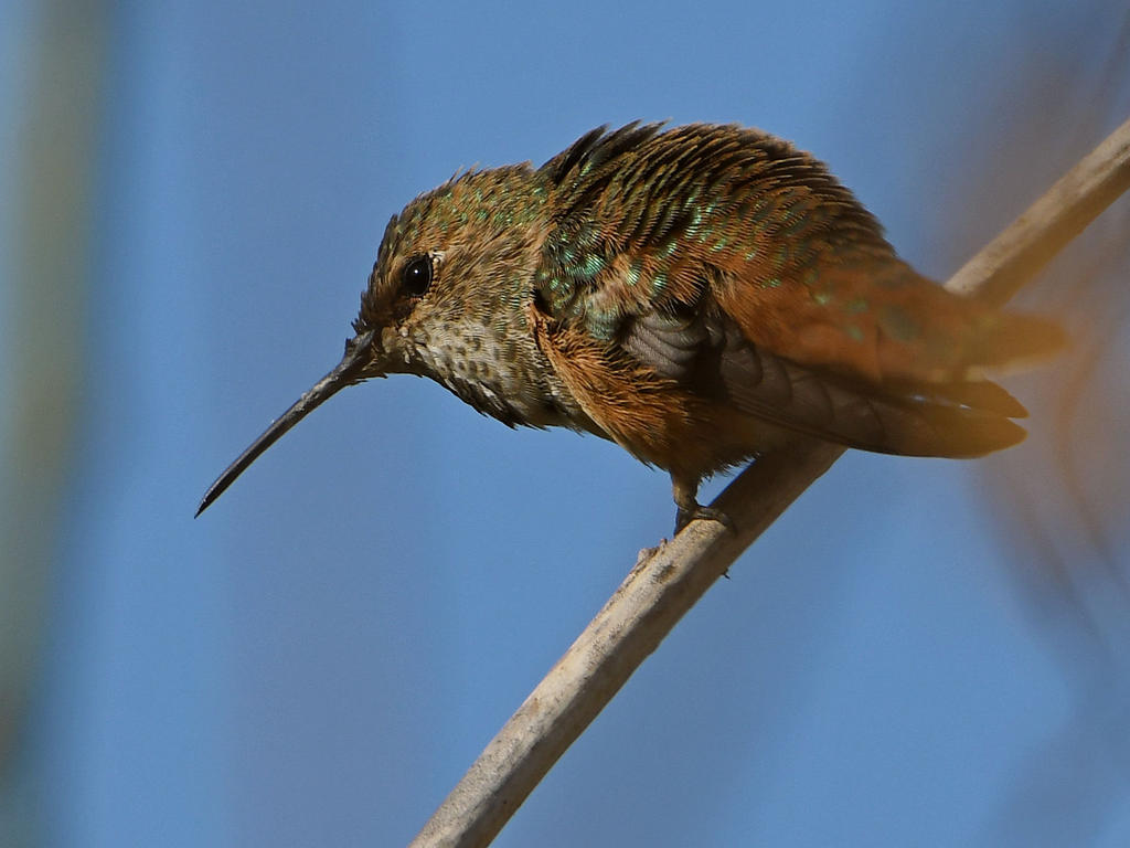 Hummer8.jpg