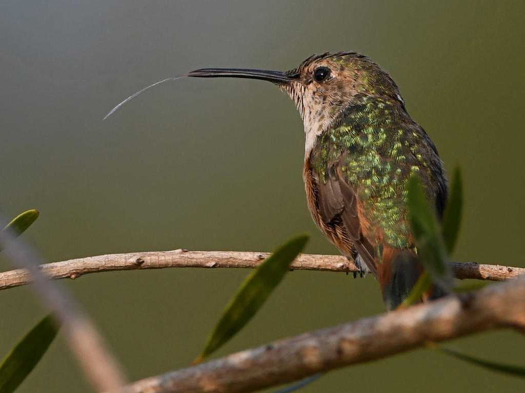 Hummer8.jpg