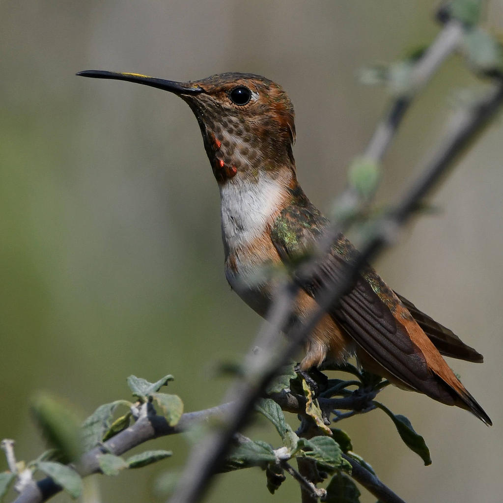 Hummer8.jpg