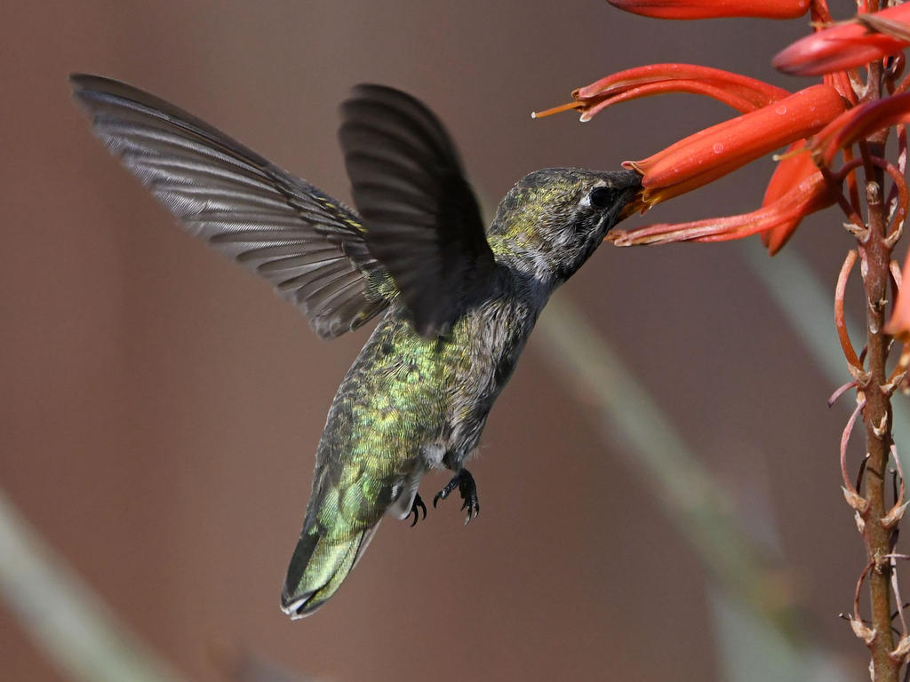 Hummer8.jpg