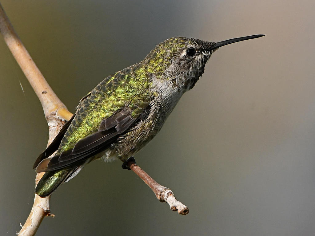 Hummer8.jpg