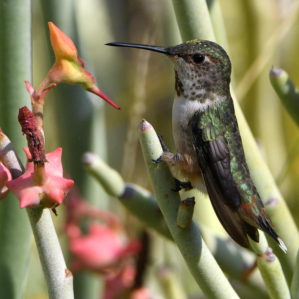 Hummer8.jpg