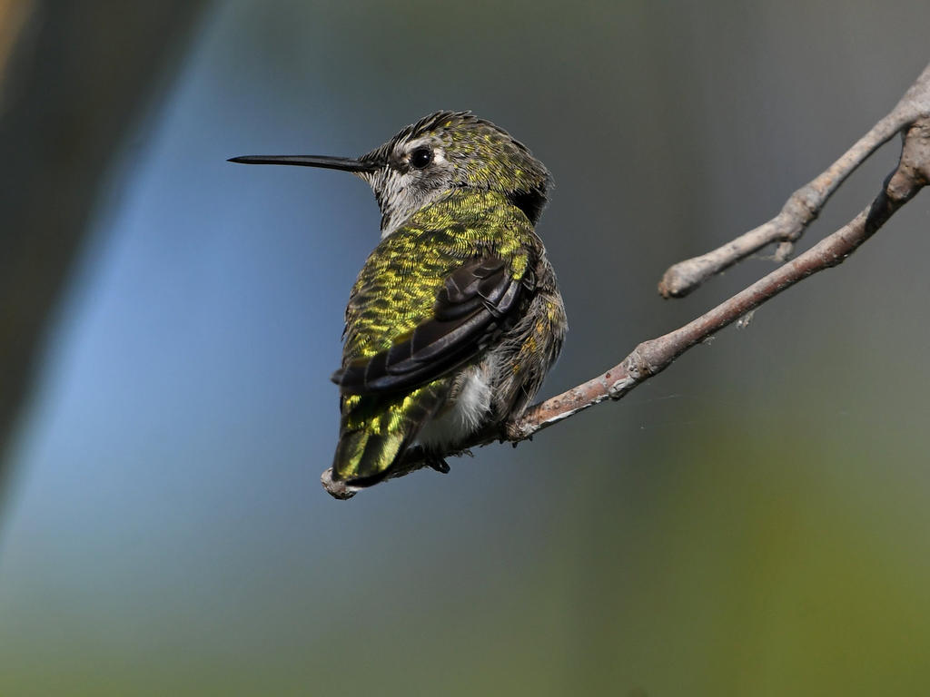 Hummer8.jpg