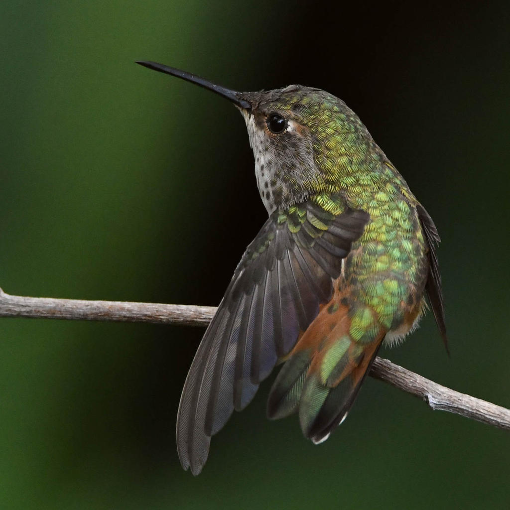 Hummer8.jpg