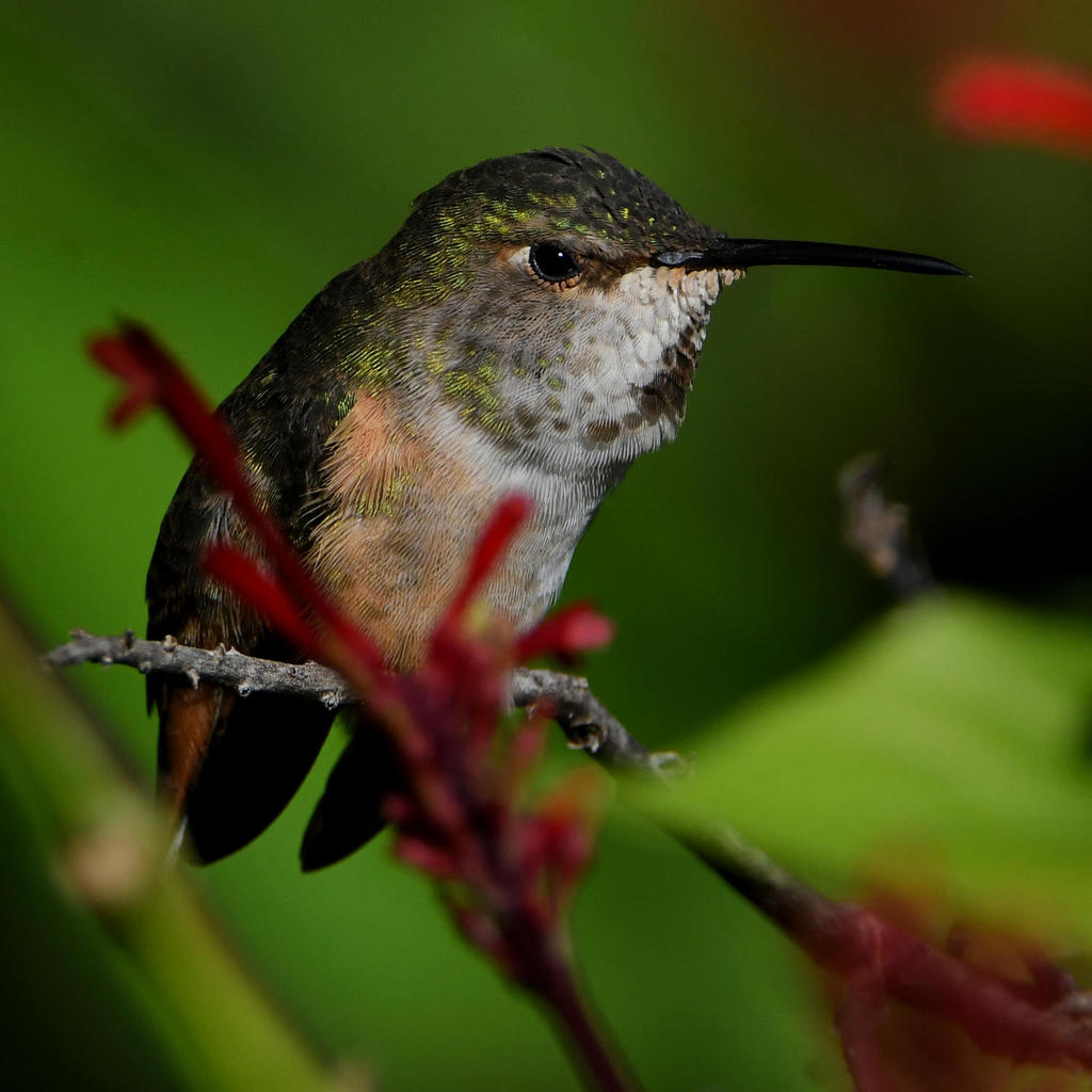 Hummer8.jpg
