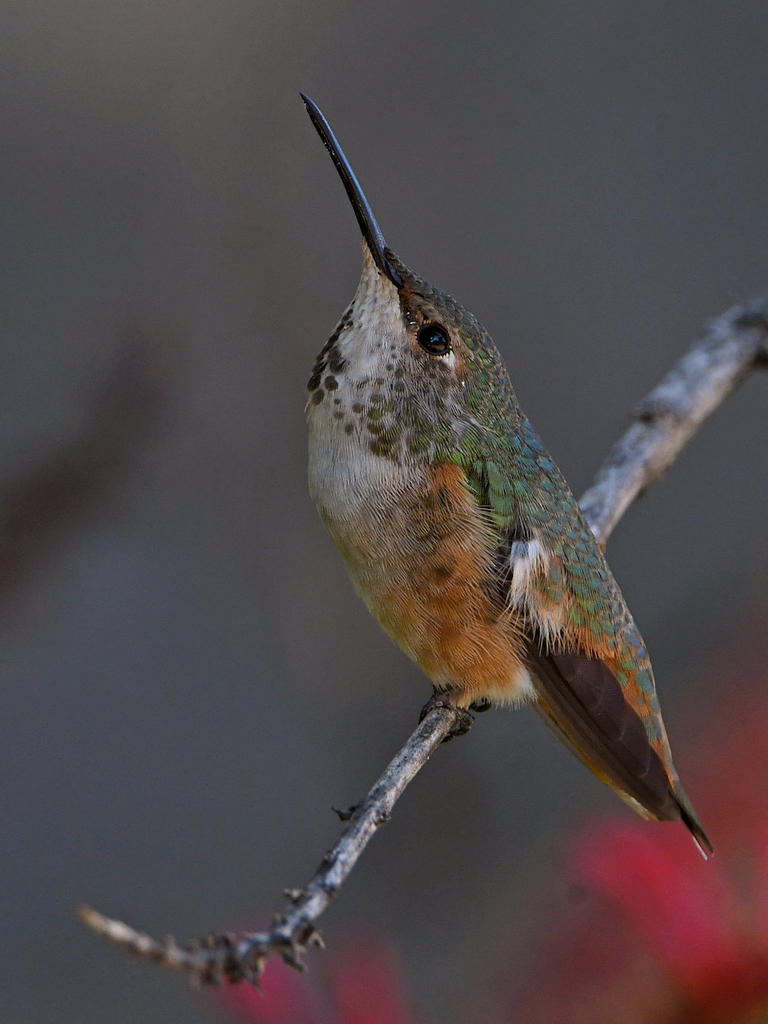 Hummer8.jpg