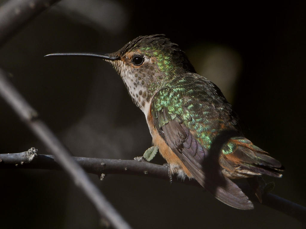 Hummer8.jpg