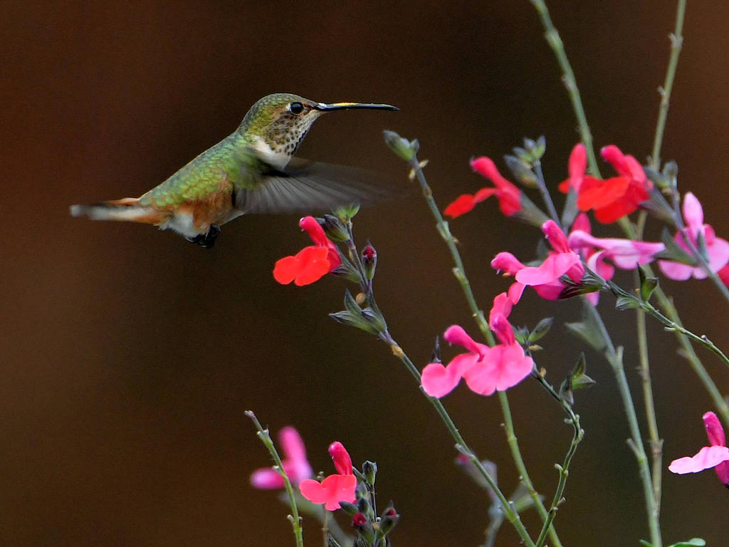 Hummer8.jpg