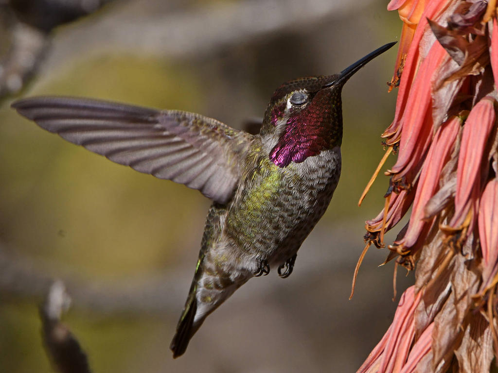 Hummer8.jpg