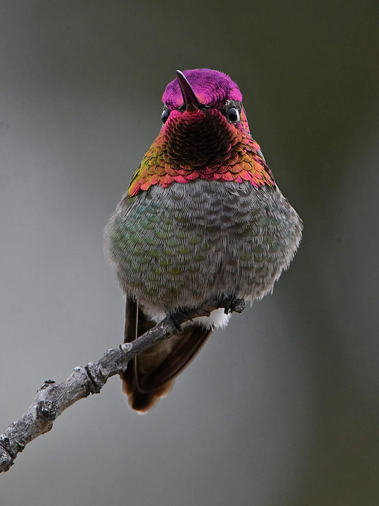 Hummer8.jpg