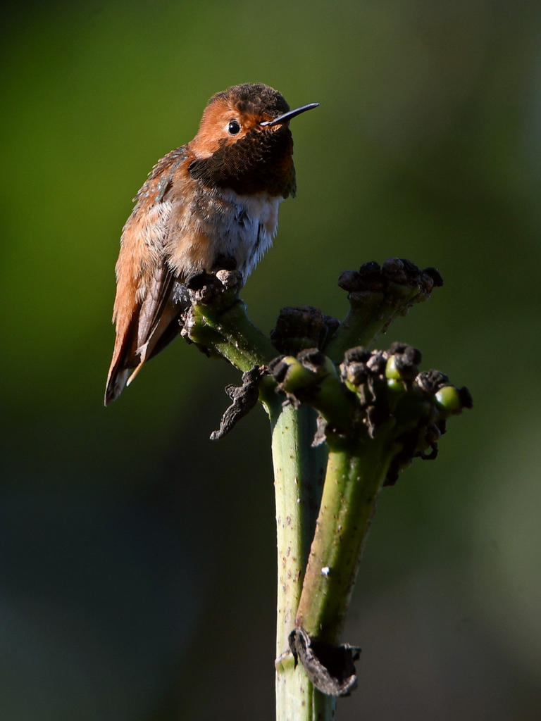Hummer8.jpg