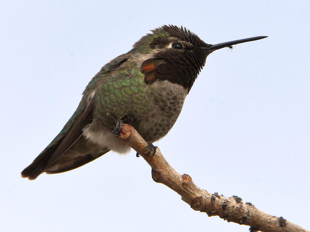 Hummer8.jpg