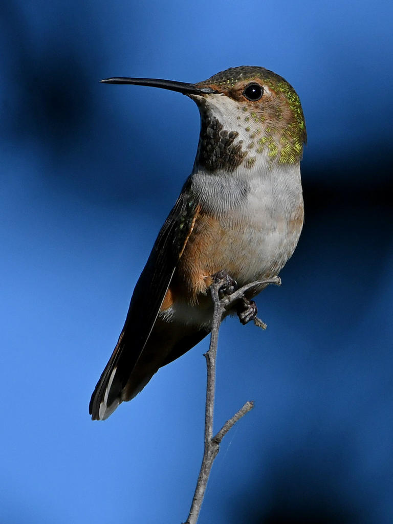 Hummer8.jpg