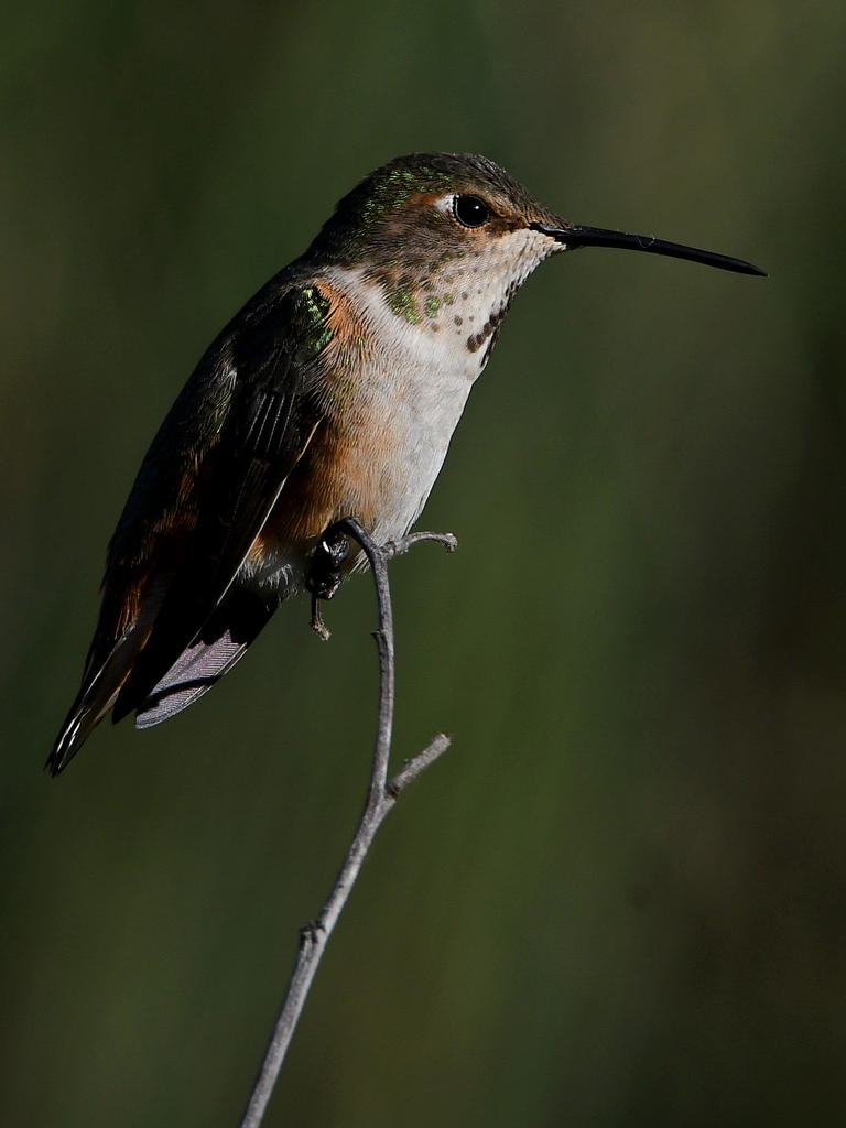 Hummer8.jpg