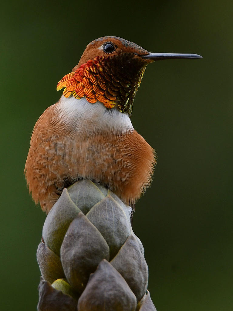 Hummer8.jpg