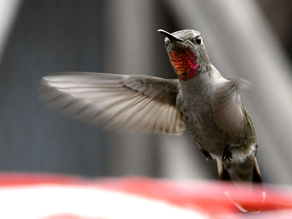 Hummer8.jpg