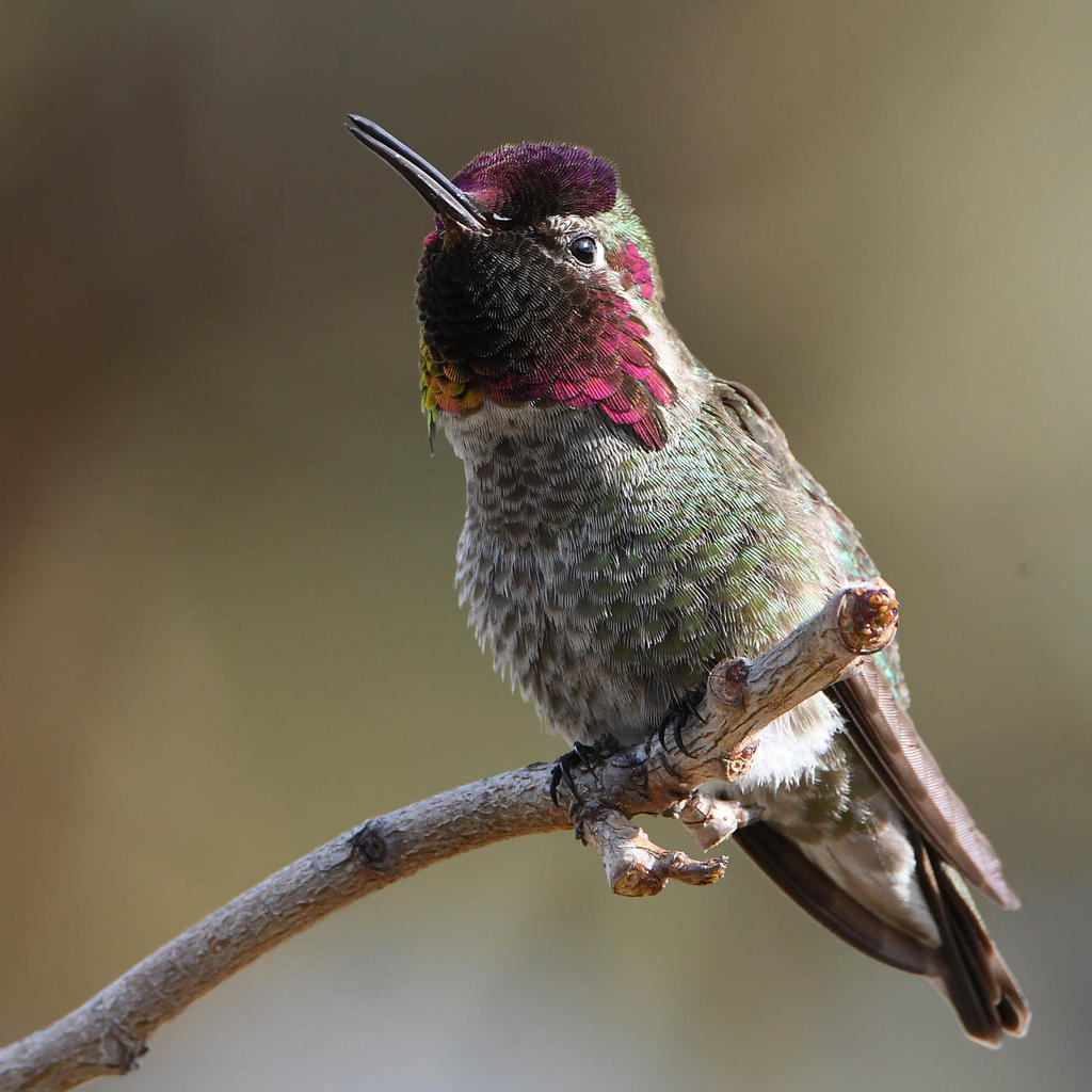 Hummer8.jpg