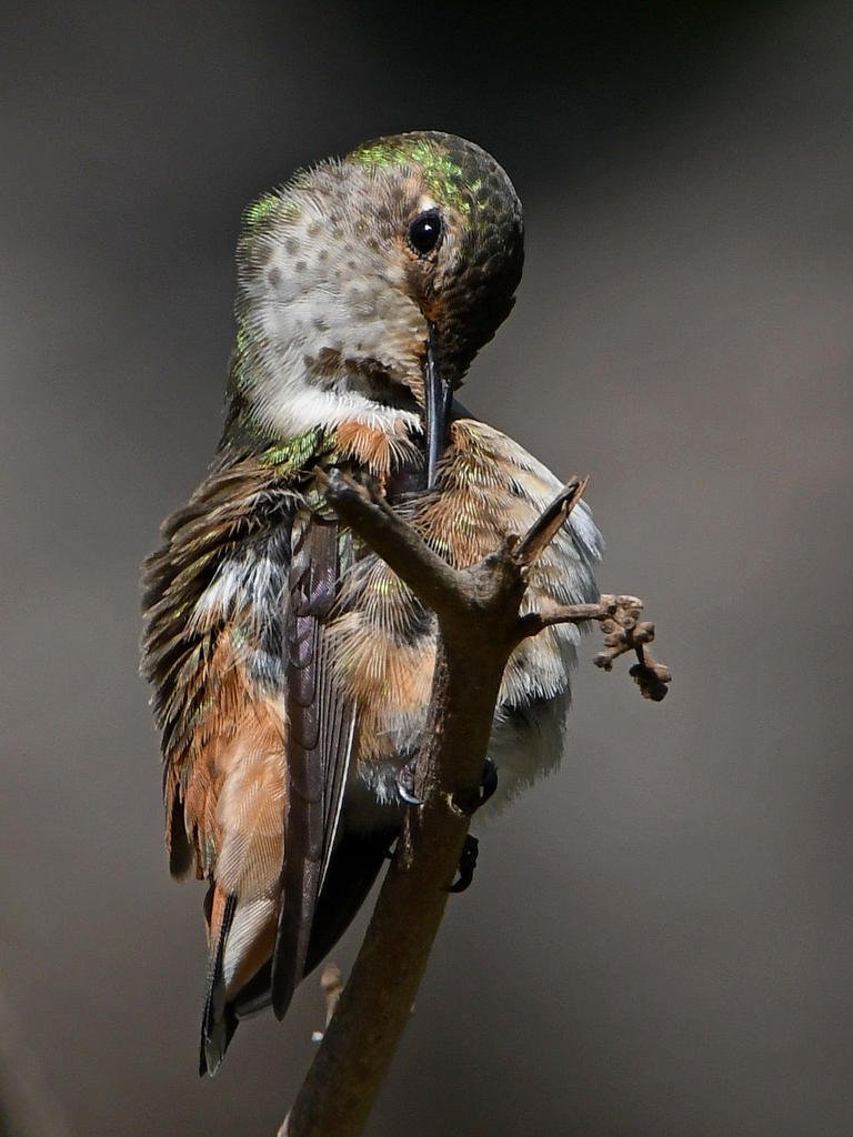 Hummer8.jpg