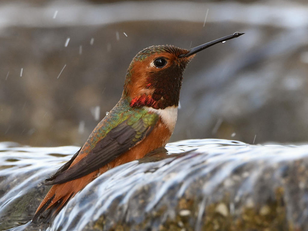Hummer8.jpg