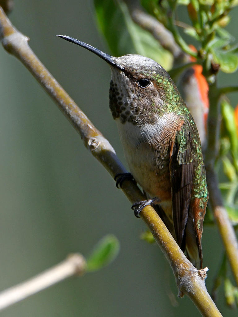 Hummer8.jpg