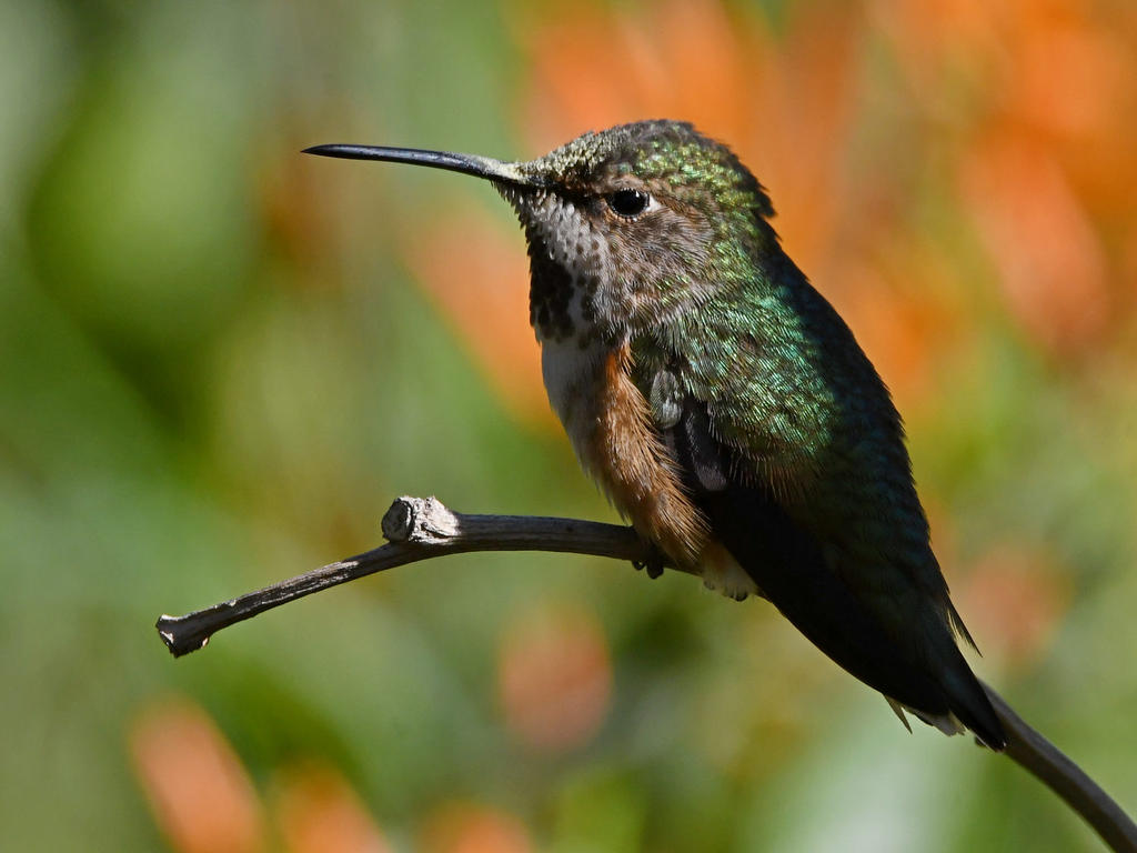 Hummer8.jpg