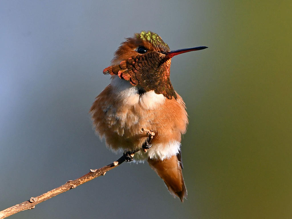 Hummer8.jpg