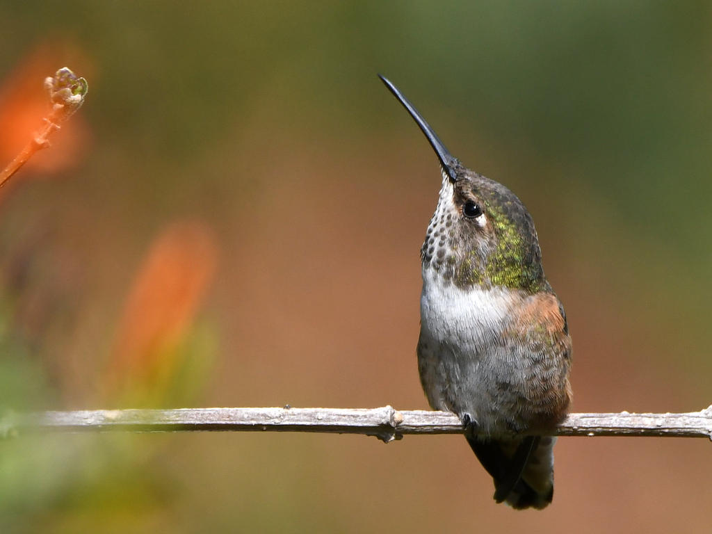 Hummer8.jpg
