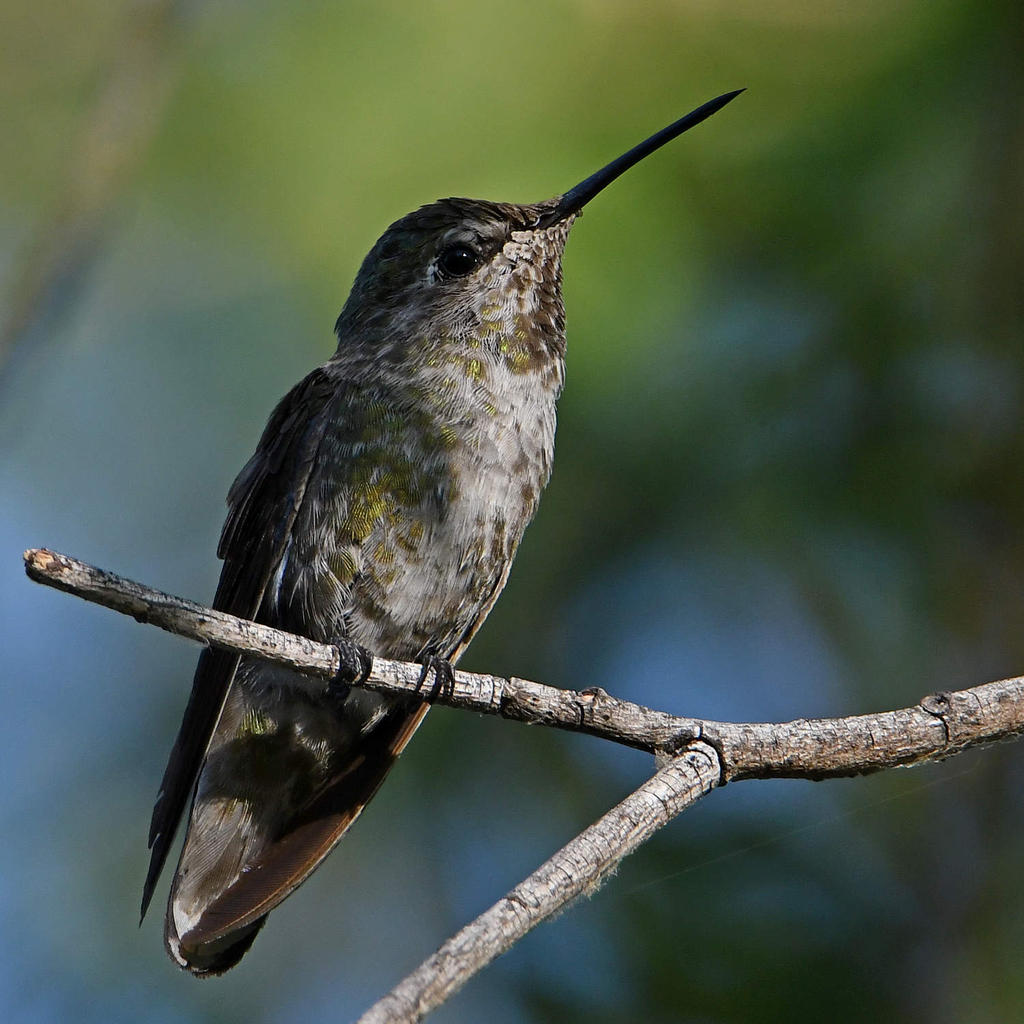 Hummer8.jpg