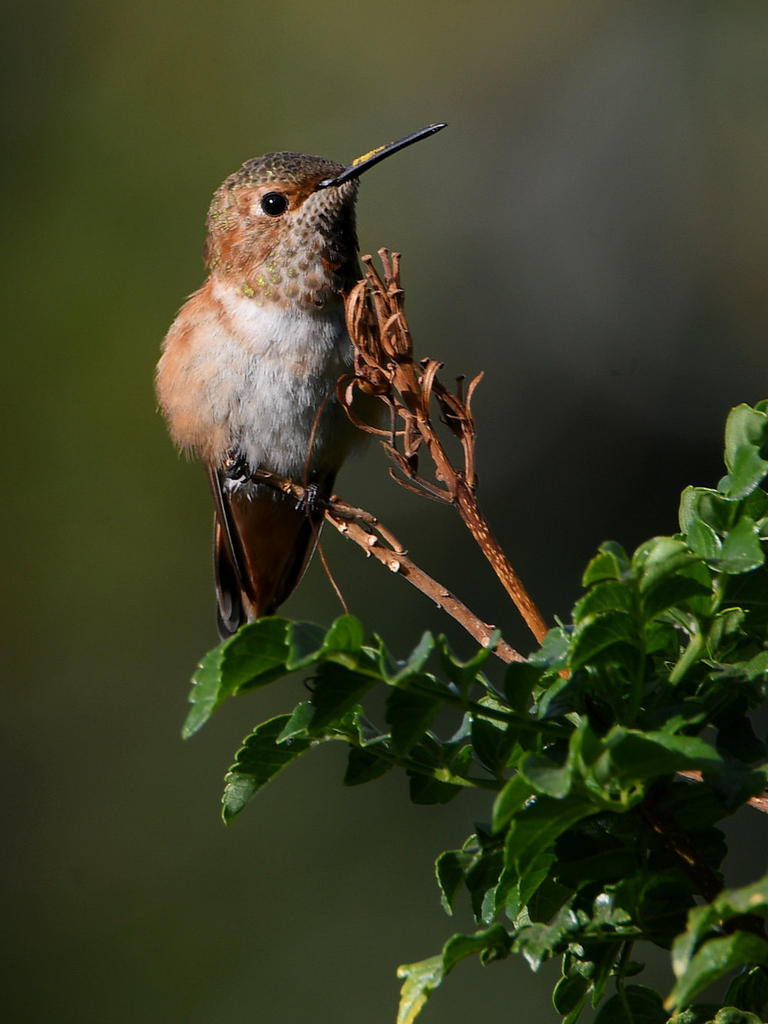 Hummer8.jpg