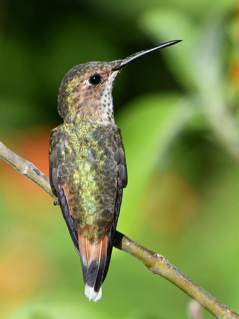 Hummer8.jpg