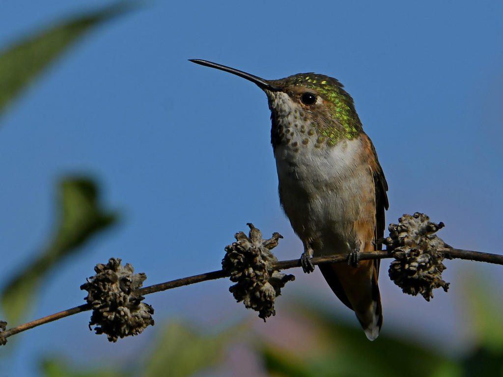 Hummer8.jpg