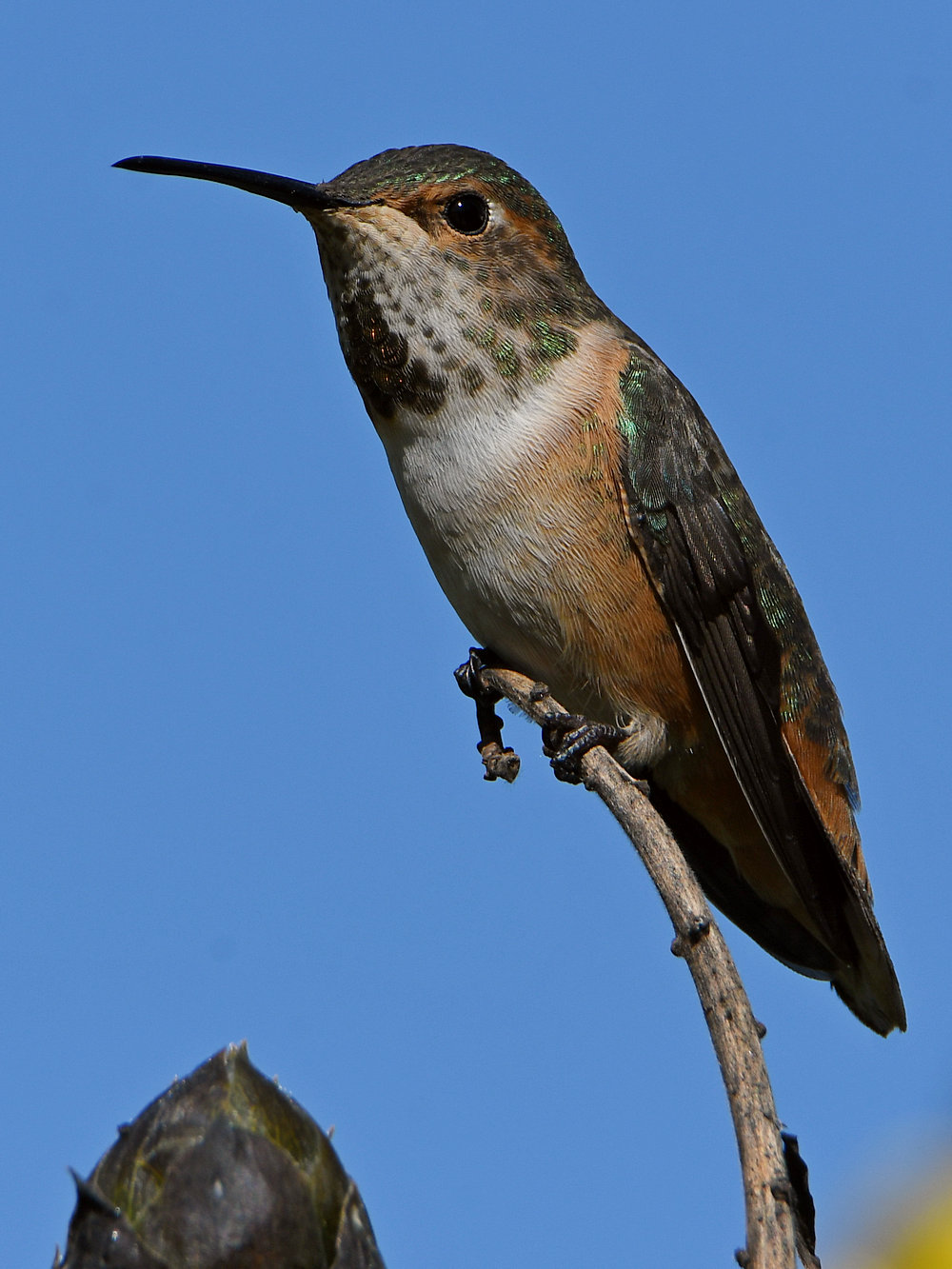 Hummer8.jpg