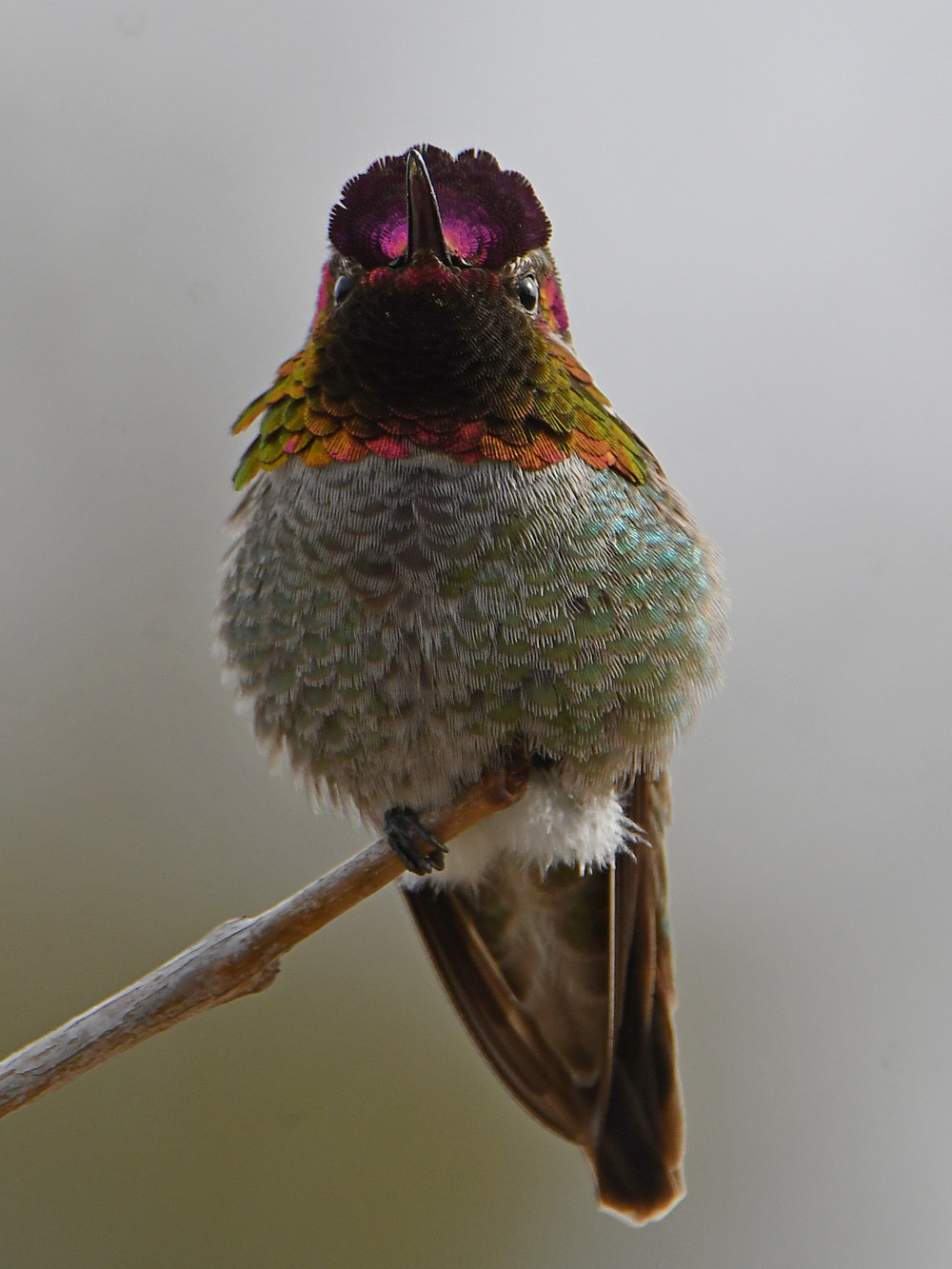 Hummer8.jpg