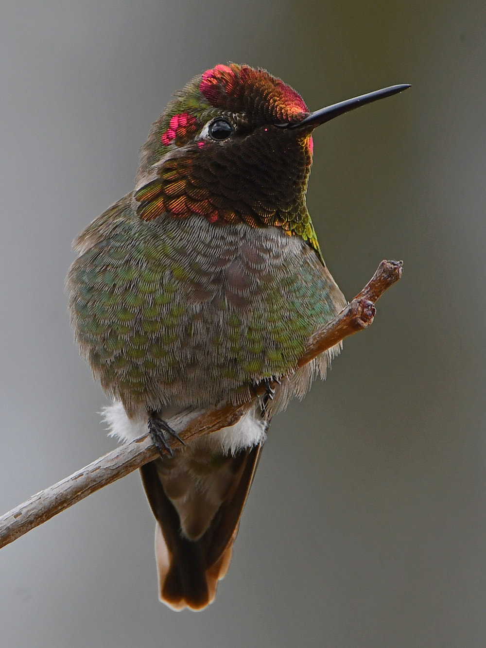 Hummer8.jpg
