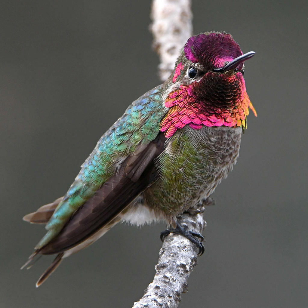 Hummer80.jpg