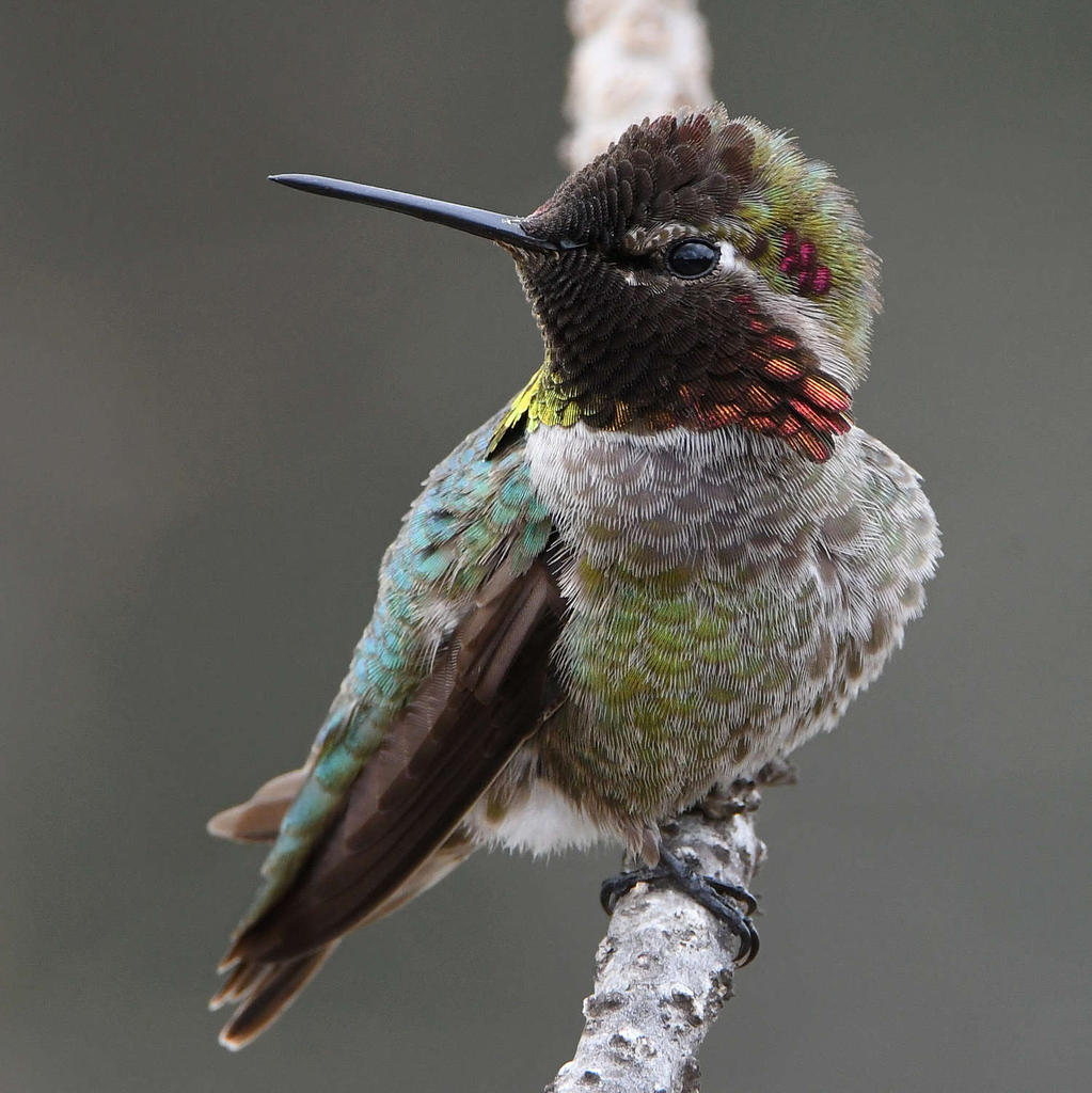 Hummer85.jpg