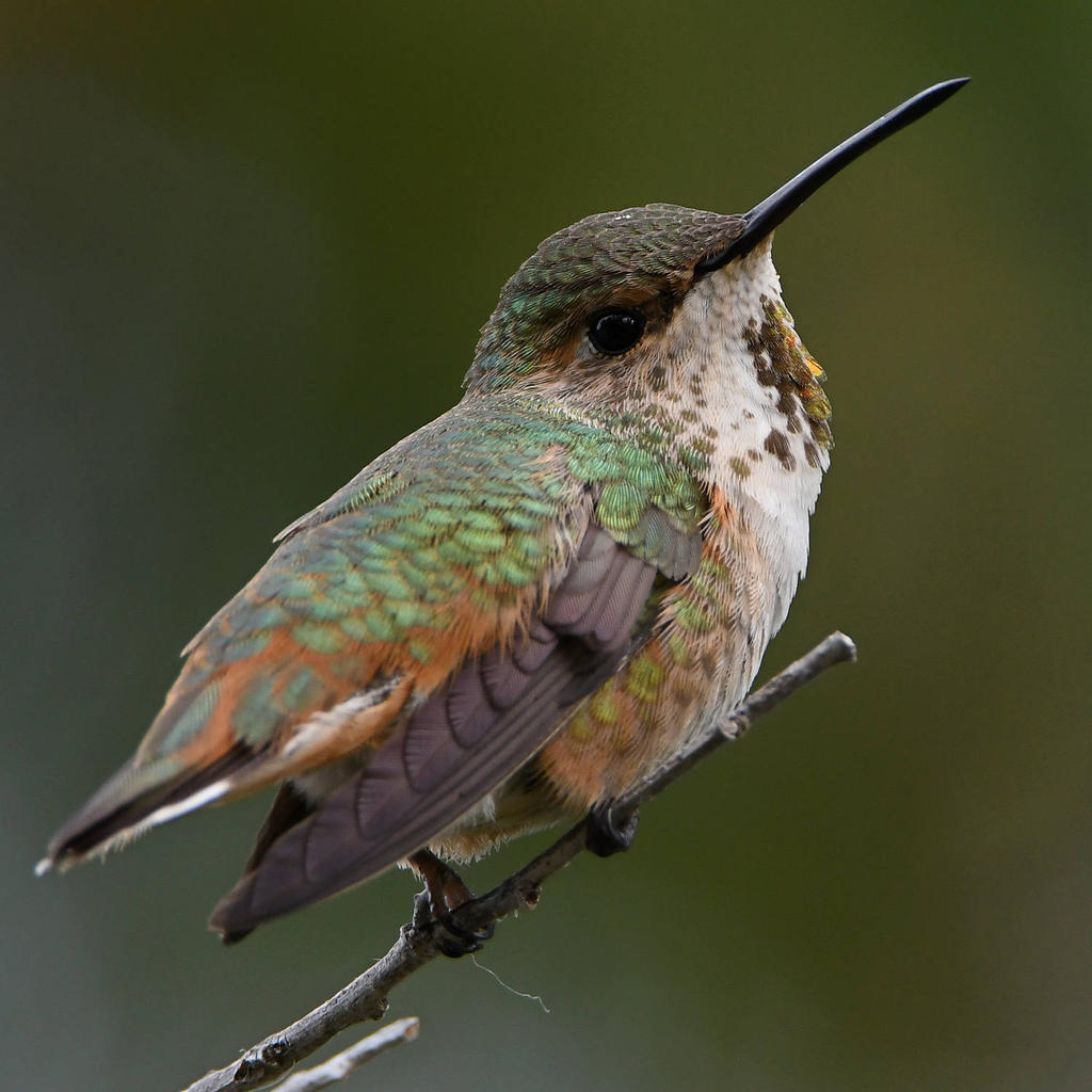 Hummer85.jpg