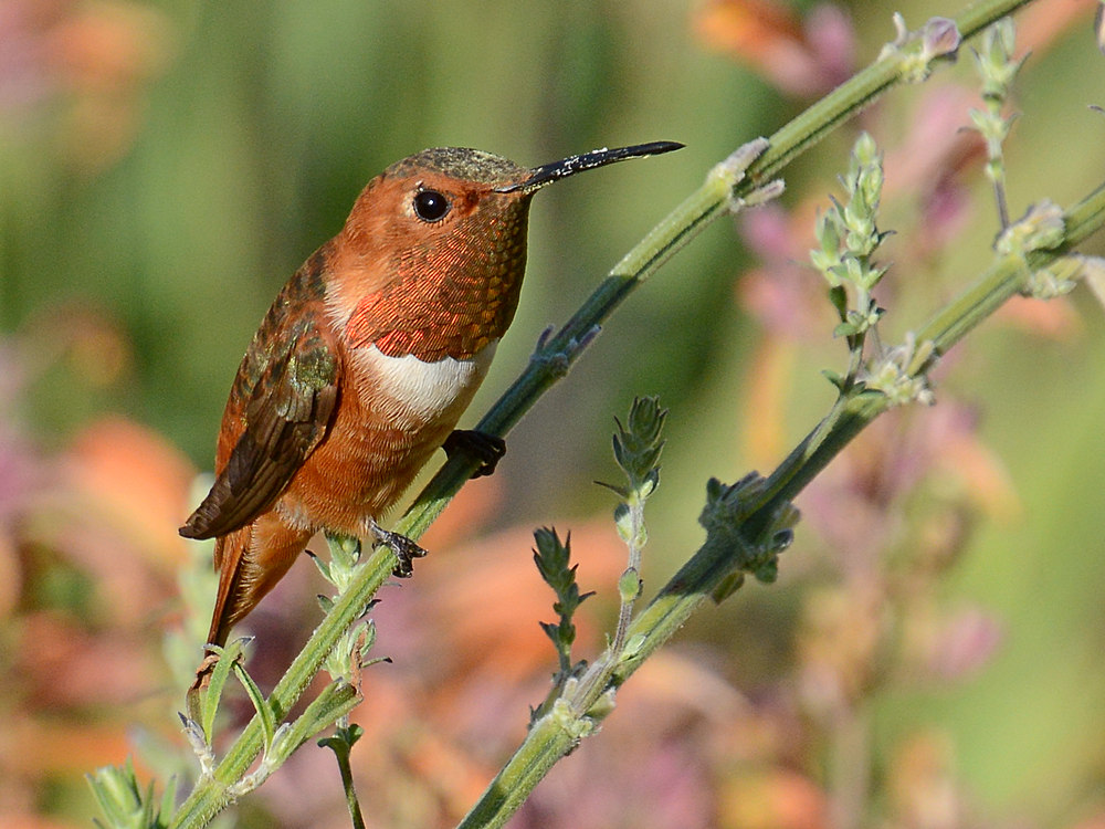 Hummer9.jpg